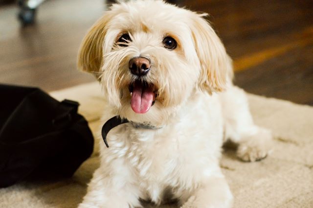 Cavapoo Health Problems to Look Out For - Cavoodle