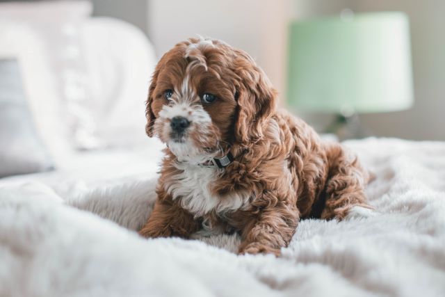 Cavapoo Puppy Check-List - Preparing for a New Puppy - Cavoodle