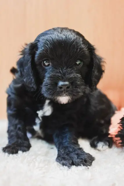 Cavapoo Puppy Check-List - Preparing for a New Puppy
