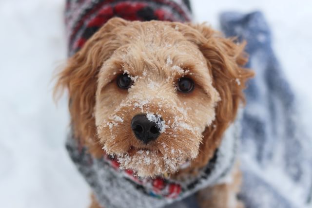 Cavapoo enjoying Snow Outdoors - What is a Cavapoo Dog