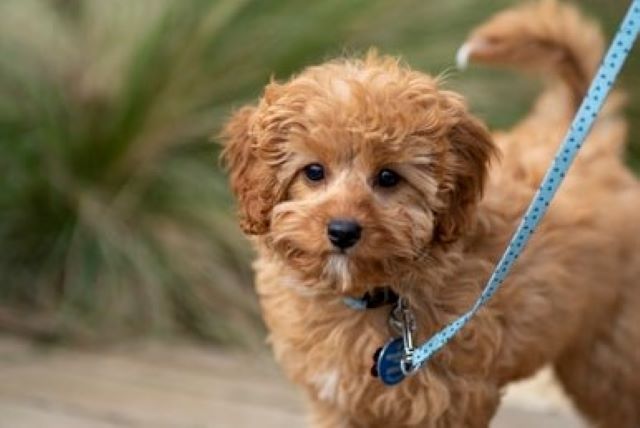 Cute Cavapoo Puppy on Leash- Do Cavapoos Cavoodles Make Good Apartment Dogs