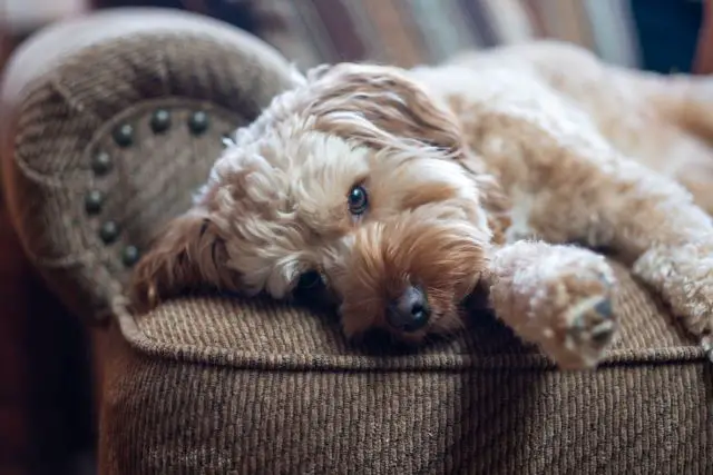 Do Cavapoo Dogs Make Good Apartment Dogs - Cavoodle