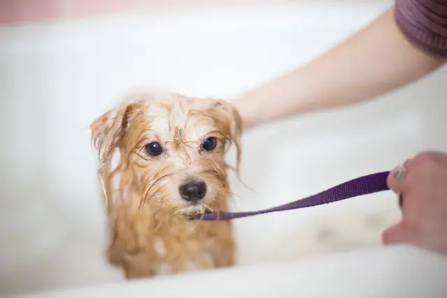 Dog in the Bath - What To Do When Your Cavapoo Hates Grooming