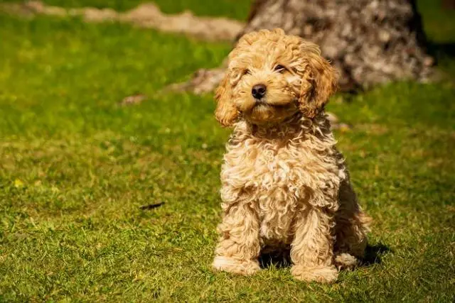 are cavapoos yappy dogs