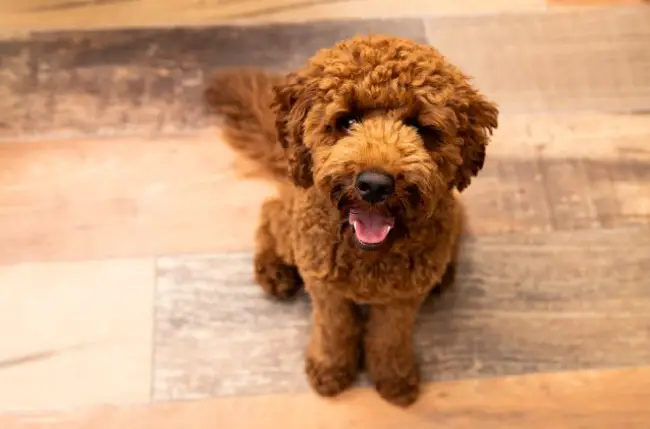 What is a Cavapoo (cavoodle)