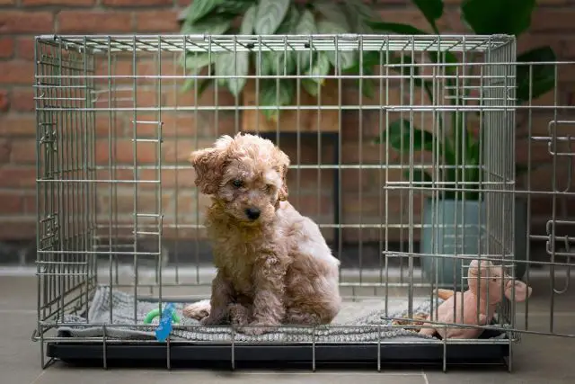 How to Crate Train Cavapoo Puppy - Cavoodle