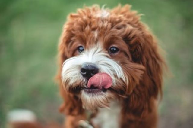 Why Do Cavapoos Lick So Much - Cavoodle