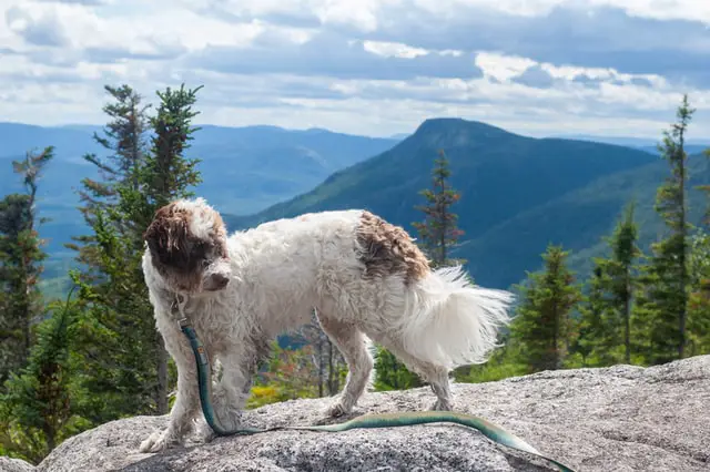 Can I Take My Cavapoo Cavoodle Hiking