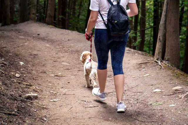 Can I Take My Cavapoo Hiking - Walking With Cavapoo Cavoodle