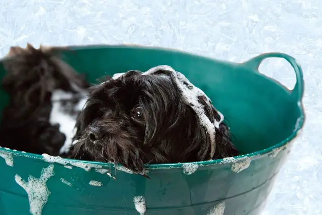 Cavapoo Having a Bath - How Often Should You Groom A Cavapoo Dog