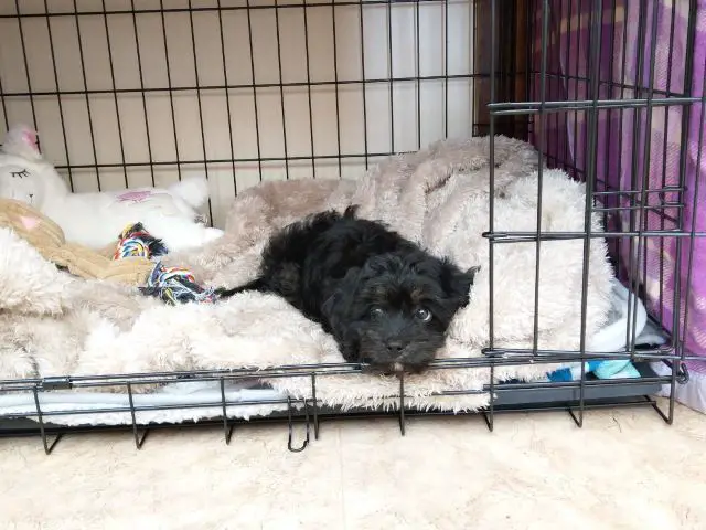 Cavapoo Puppy Lying In Crate - How to Crate Train Cavapoo Cavoodle Puppy