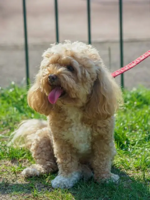 How Many Walks A Day Does a Cavapoo Cavoodle Need