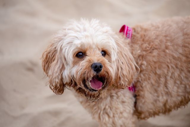 How Many Walks A Day Does a Cavapoo Dog Need