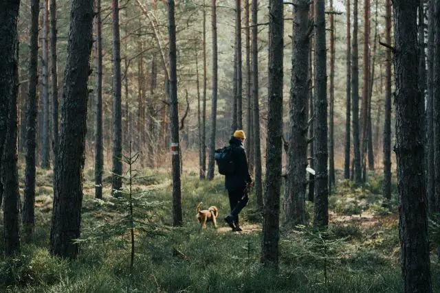 Walking Through a Forest - Can I Take My Cavapoo Cavoodle Hiking