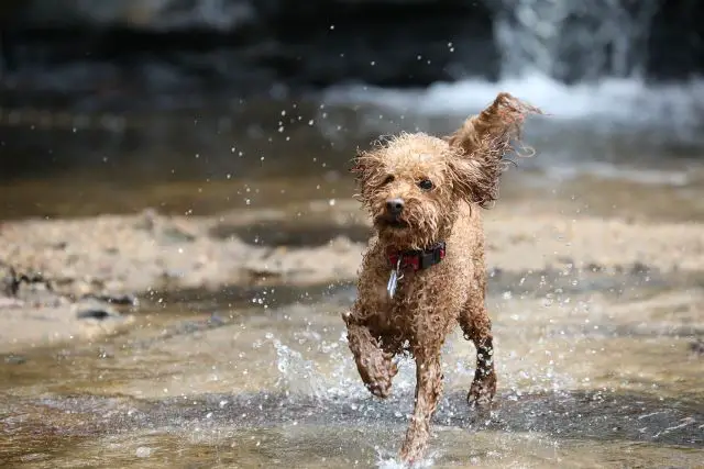 Can Cavapoos Swim - Do Cavapoos Cavoodle Dogs Enjoy Swimming