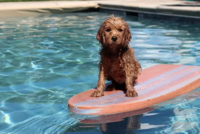 Cavapoo Dog in the Pool - Why Does My Cavapoo Smell How to make it Smell Better