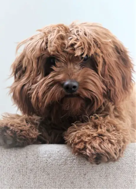 Cavapoo with Overgrown Coat - Why Does My Cavoodle Cavapoo Smell