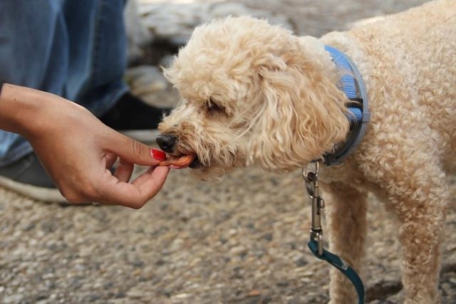 Hand Feeding Dog - What to Do If Cavapoo Is a Picky Eater