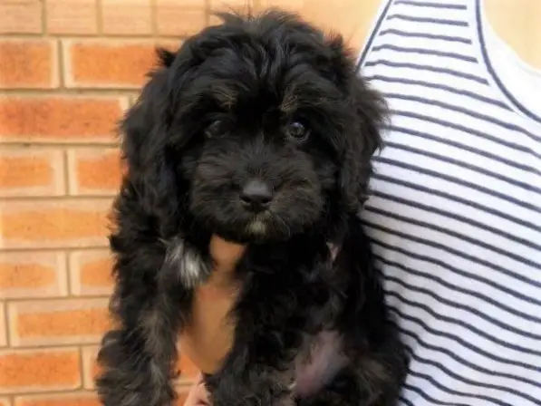 Holding Cavapoo Cavoodle Puppy - What Age to Start Grooming Cavapoo Puppy