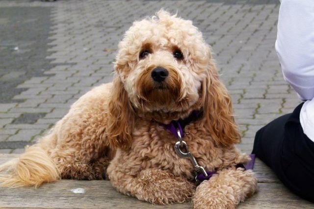 Is a Male or Female Cavapoo Cavoodle Better