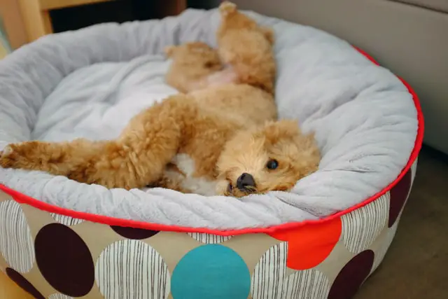 Puppy in a Comfortable Bed - How to Get Your Puppy To Sleep Past 6am