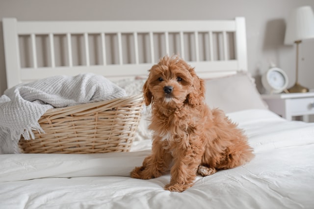 Puppy on Bed - How to Get Your Puppy To Sleep Past 6am