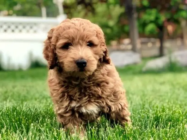 When to Groom a Cavoodle Cavapoo Puppy