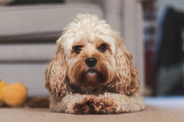 Why Does My Cavapoo Smell and How to Make it Smell Better