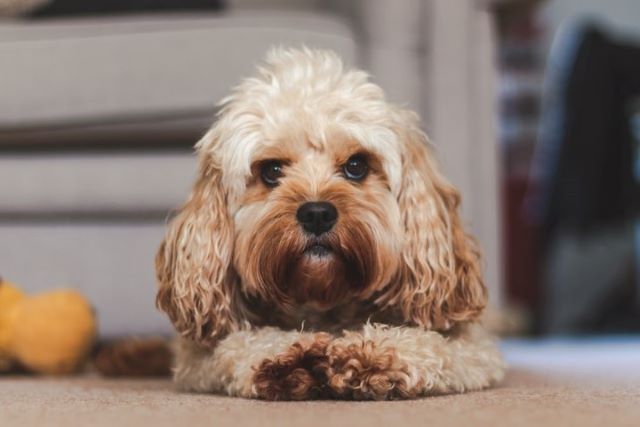 cavoodle fussy eater