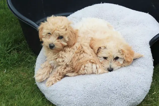 Cavapoo Puppies Together - Are All Cavapoo Dogs Born with Straight Hair