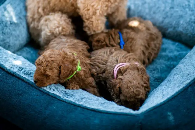 Litter of Puppies - Are All Cavapoo Dogs Born with Straight Hair