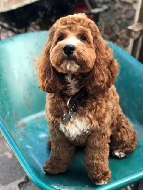 Which Generation Cavapoo - Are Cavapoos Born with Straight Hair