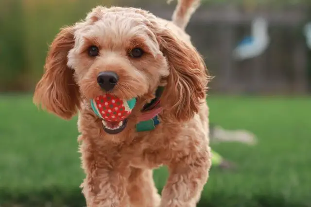 Cavapoo Dog Playing With a Ball