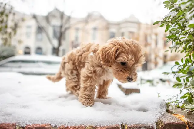 Cavapoo Puppy in Snow - Do Cavapoos Get Cold in Winter or Snow