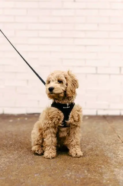 Cavapoo Puppy wearing a black harness with a lead attached to it.