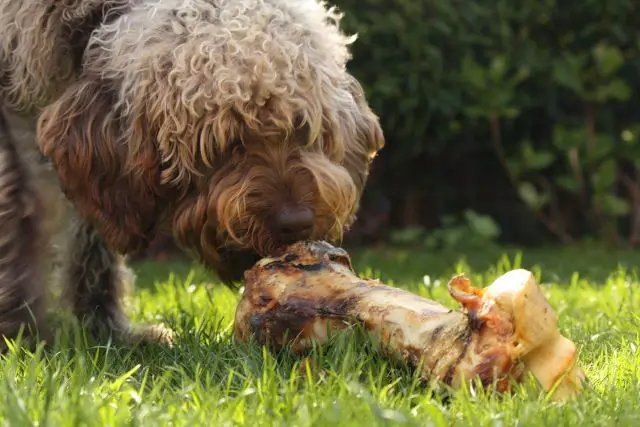 Cavapoo eating a bone - Average Life Expectancy of Cavapoo Toy and Mini