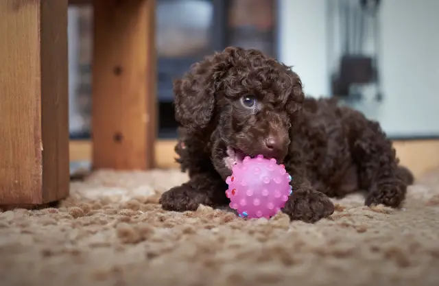 Chocolate brown Cavapoo (Cavoodle) puppy lying on carpet playing with pink ball.