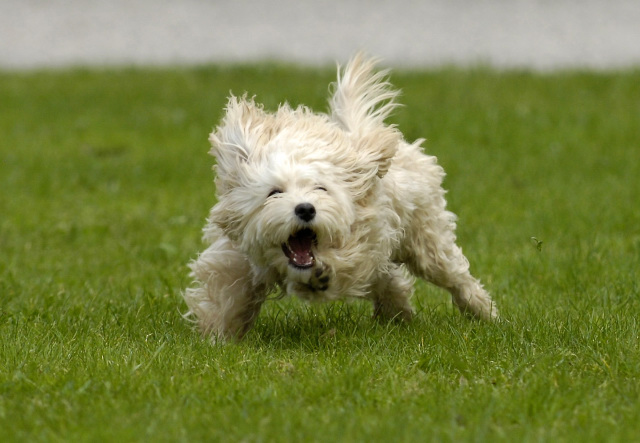 White Cavapoo puppy with zoomies. Running and going crazy.