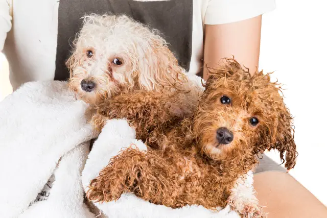 Two Cavapoo puppies wrapped in towel after a bath.