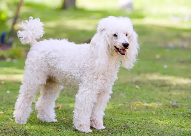 White poodle standing in the garden