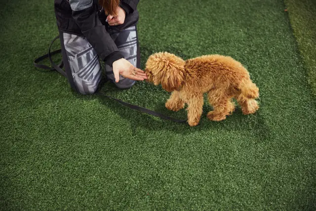 Cavapoo puppy being trained and rewarded afterward.
