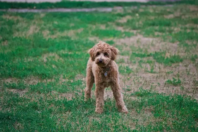 Cavapoo Dog in the Park