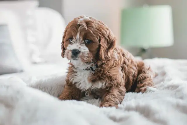 White and brown cavapoo puppy on white furry bed.