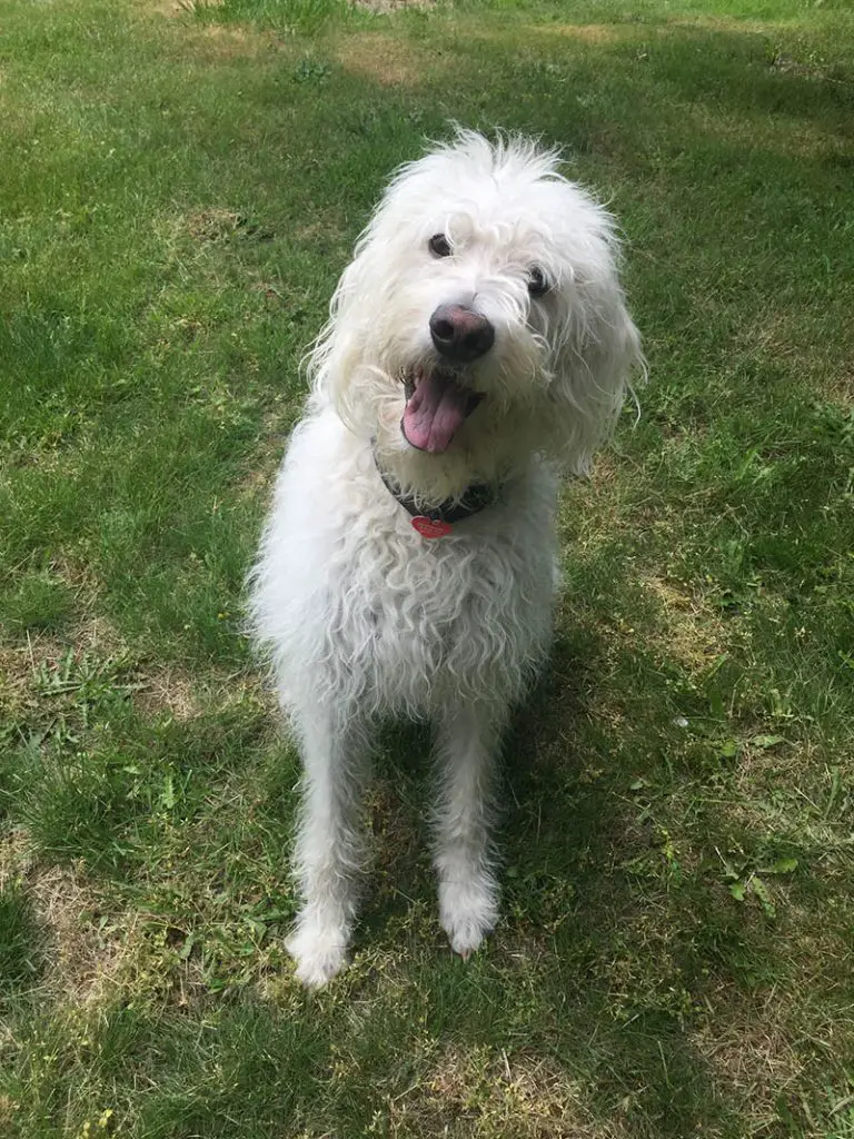 Buddy a white 2 year old double doodle (half Labradoodle and Half Golden Doodle) sitting on grass outside.