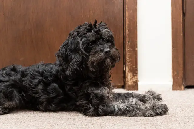 Black Cavapoo lying on carpet in front of the door with scratches.