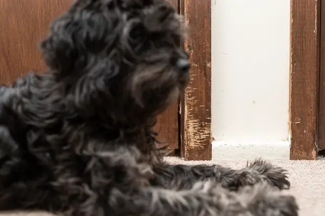 Black Cavapoo in front of scratched door and wall.