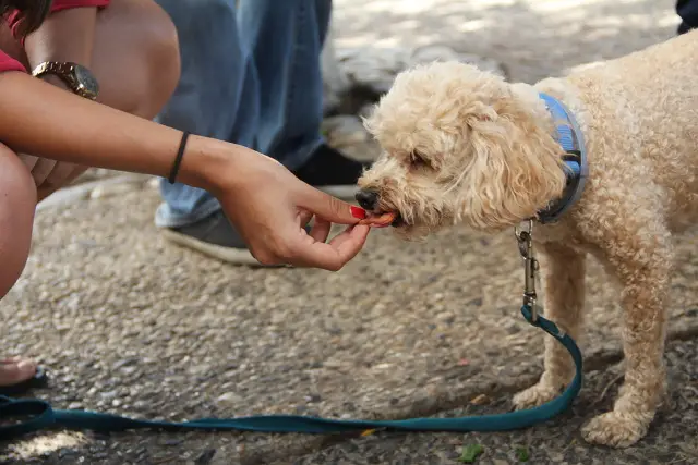 Lady feeding a Cavapoo (cavoodle) dog a treat.