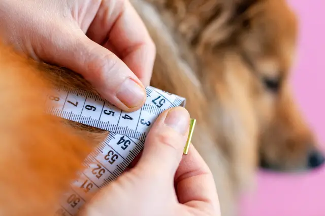 measuring a dog's height and width using a tape measure
