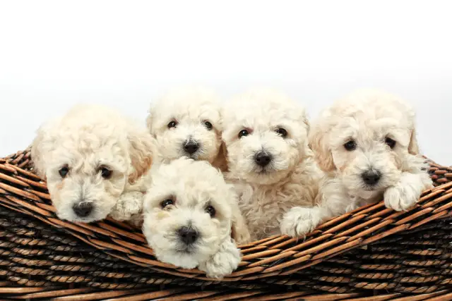 Cavapoo puppies in a wooden basket