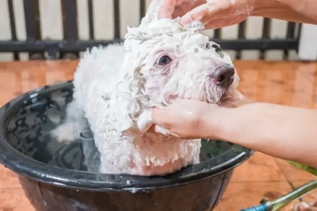 cute puppy taking a bath in a bath basin